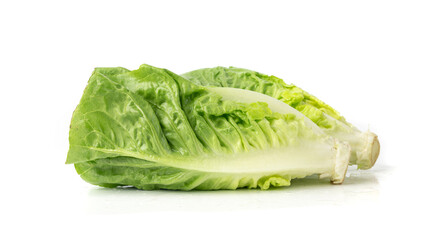 Two romaine lettuce salad isolated. Cos green leaves, fresh romain salat head, raw cabbage