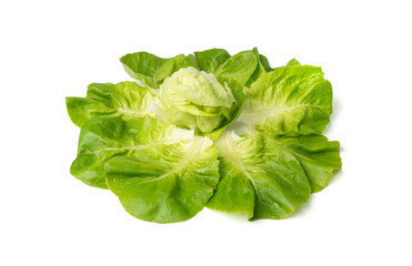 Romaine lettuce salad isolated. Cos green leaves, fresh romain salat head, raw cabbage