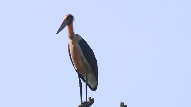 Lesser Adjutant Stork Perched on Tree Branch in Chitwan National Park, Nepal