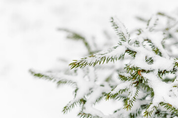 Snowy spruce branches on white background with copy space, minimal winter nature concept.