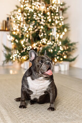 French bulldog in a cozy Christmas interior with glowing tree lights and festive bokeh.