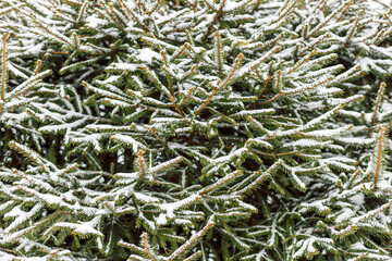 Snowy spruce branches forming a winter nature background with evergreen texture.