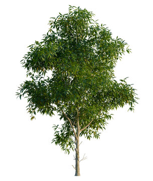 Carya ovata tree, front view, cutout, 4K PNG, isolate, Lush green tree with dense foliage on transparent background