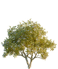 Obraz premium Magnolia grandiflora tree, front view, cutout, 4K PNG, isolate, Beautiful tree with lush green leaves on transparent background