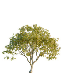 Magnolia grandiflora tree, front view, cutout, 4K PNG, isolate, Tree with lush green leaves on transparent background © DH Tree Stock