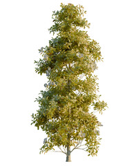 Magnolia grandiflora tree, front view, cutout, 4K PNG, isolate, Vibrant green tree with lush foliage on transparent background © DH Tree Stock