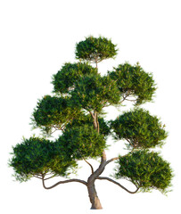 Pinus mugo tree, front view, cutout, 4K PNG, isolate, Mature bonsai tree with lush green foliage on...