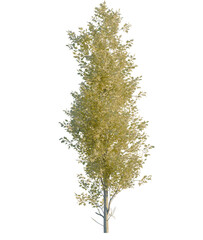Obraz premium Populus alba tree, front view, cutout, 4K PNG, isolate, Tall tree with yellow leaves on transparent background