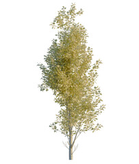 Fototapeta premium Populus alba tree, front view, cutout, 4K PNG, isolate, Solitary tree with yellow leaves on transparent background
