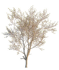 Obraz premium Prunus serrulata tree, front view, cutout, 4K PNG, isolate, Tree with sparse leaves on transparent background