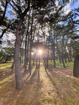 SUNBEAMS THROUGH PINE FOREST IN MAR DE LAS PAMPAS