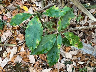 冬の林床で多く見かける、青々とした葉をもつアオキ。落