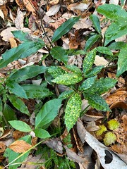 冬の林床で多く見かける、青々とした葉をもつアオキ。落
