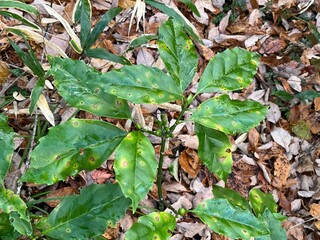 冬の林床で多く見かける、青々とした葉をもつアオキ。落