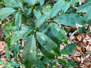 冬の林床で多く見かける、青々とした葉をもつアオキ。落