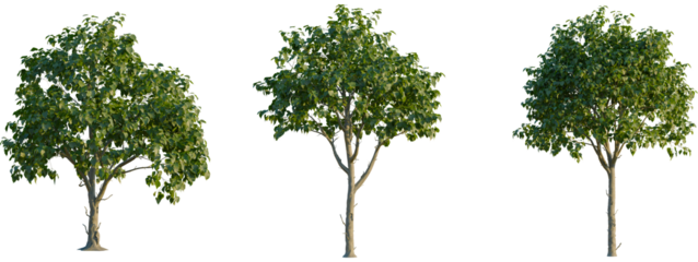 Catalpa speciosa tree front, elevation view, cutout, isolate 4K PNG, Three green trees with lush foliage on transparent background