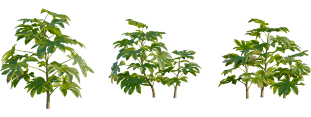 Fatsia japonica tree front, elevation view, cutout, isolate 4K PNG, Three small trees with green leaves on transparent background for design