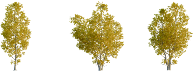 Fraxinus ornus tree front, elevation view, cutout, isolate 4K PNG, Three yellow trees with autumn leaves on transparent background