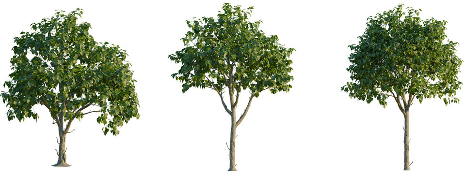 Catalpa speciosa tree front, elevation view, cutout, isolate 4K PNG, Three green trees with lush foliage on transparent background - Powered by Adobe