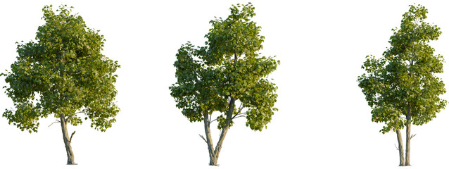 Platanus acerifolia tree front, elevation view, cutout, isolate 4K PNG, Three green trees with lush foliage on transparent background for design