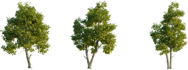 Platanus acerifolia tree front, elevation view, cutout, isolate 4K PNG, Three green trees with lush foliage on transparent background for design