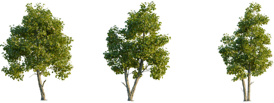 Platanus acerifolia tree front, elevation view, cutout, isolate 4K PNG, Three green trees with lush foliage on transparent background for design