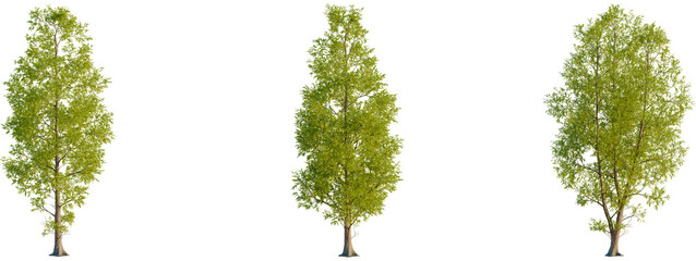 Taxodium distichum tree front, elevation view, cutout, isolate 4K PNG, Three green trees with lush foliage on transparent background