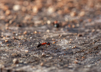 Red Wood Ant walking on wooden stump, side view