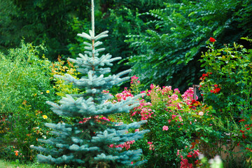 Bush of pink and red hybrid tea rose, blue spruce grow in summer ornamental garden