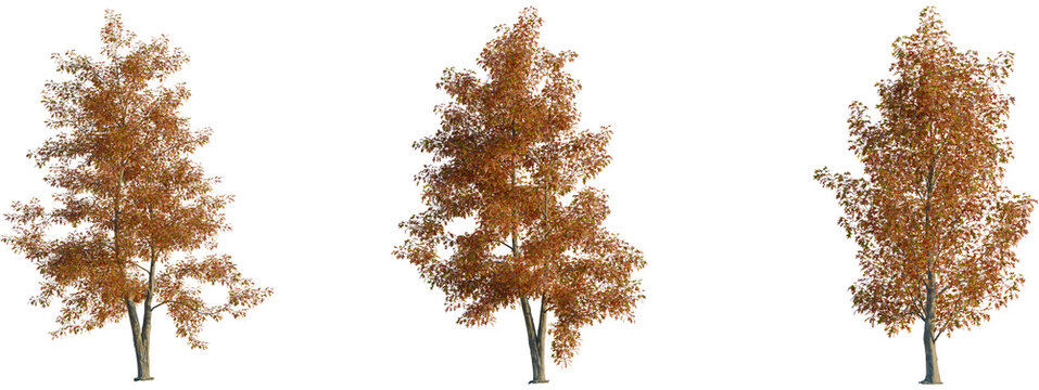 Quercus palustris tree front, elevation view, cutout, isolate 4K PNG, Three autumn trees with orange leaves on transparent background