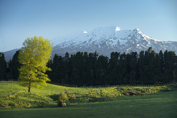 View of a solitary tree glows with the warm hues of early morning, set against a backdrop of snow-capped peaks and dark evergreens, Ohakune, Manawatū-Whanganui Region, New Zealand.