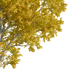 Carya ovata tree, corner view, cutout, isolate, Vibrant yellow tree leaves on transparent background for design