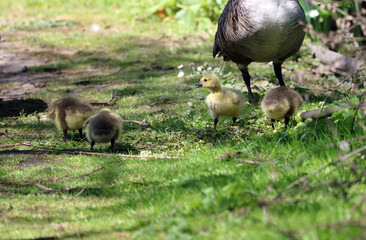 Closeup of Canada Geese goslings, Derbyshire England 
