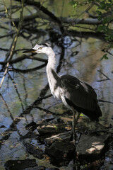 Obraz premium Grey Heron standing under trees at the edge of a lake, Derbyshire England 