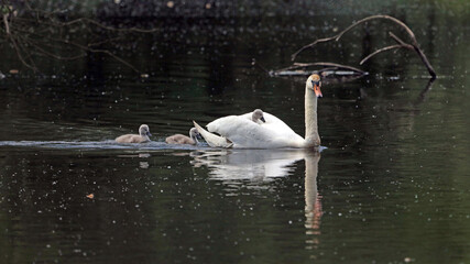 Swan with cygnet riding on its back, Derbyshire England
