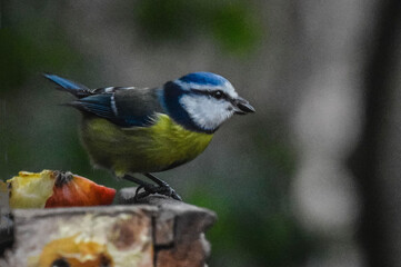 Obraz premium Winter garden birds on feeder