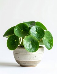 Chinese Money Plant in Ceramic Pot Against White Background Still Life