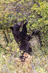 Black Bear Eating Berries in Autumn in Grand Teton National Park Wyoming