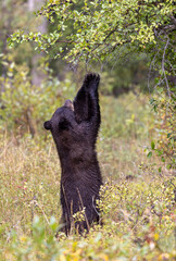 Black Bear Eating Berries in Autumn in Grand Teton National Park Wyoming
