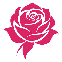 hybrid tea rose pink on white background 