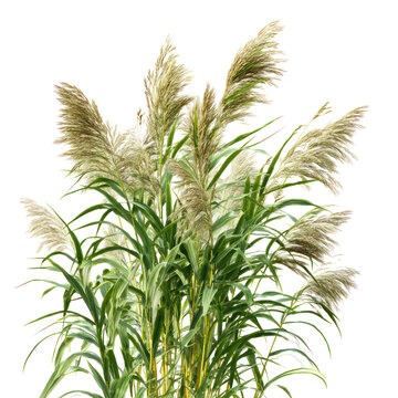 Giant Reed Arundo donax on transparent background