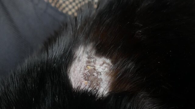 Close up of a black cat's body showing a severe patch of hair loss, inflammation, and skin disease (ringworm or eczema), pet health and veterinary concept.
