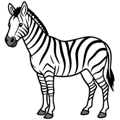 Fototapeta premium zebra vector illustration