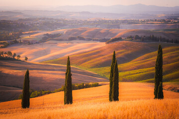 View of golden fields and rolling hills punctuated by slender cypress trees under a warm, hazy sky, creating a tranquil Tuscan landscape, Montepulciano, Tuscany, Italy.
