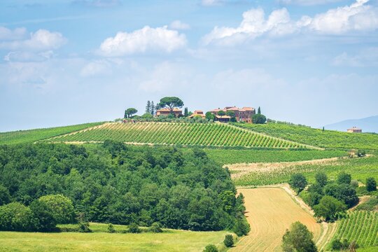 View of rolling hills covered in vibrant green vineyards leading up to a rustic villa under a bright sky, Montepulciano, Tuscany, Italy.