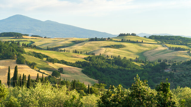 View of rolling green and golden hills dotted with cypress trees, creating a vibrant tapestry under a clear sky, evoking the serene beauty of the Tuscan countryside, Montepulciano, Tuscany, Italy.