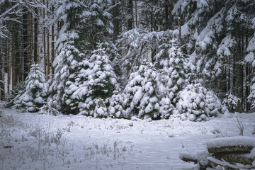 Winter magic in the Julian Alps. Lake Predile and the forests at its foot.