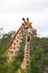 Two giraffe standing in bushes, surrounded by green foliage. Safari wildlife.