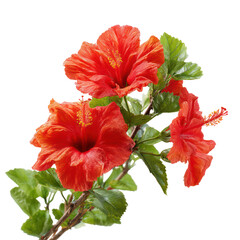 Hibiscus bush with large tropical flowers isolated on transparent background