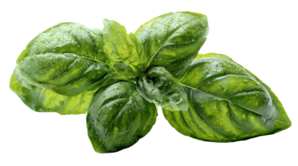 High resolution basil leaves with vibrant green color isolated on transparent background